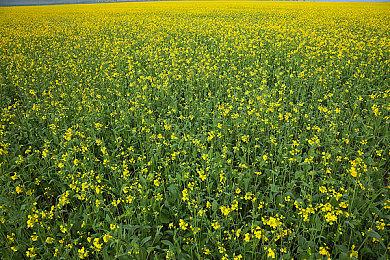 奇葩沙雕逃生游《PIEN》紧身衣主角被Steam判为赤裸